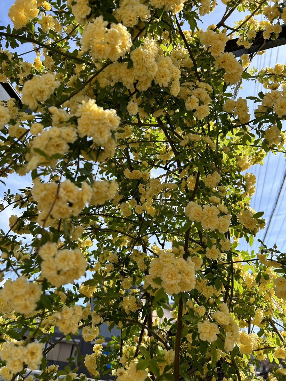 S__222683143