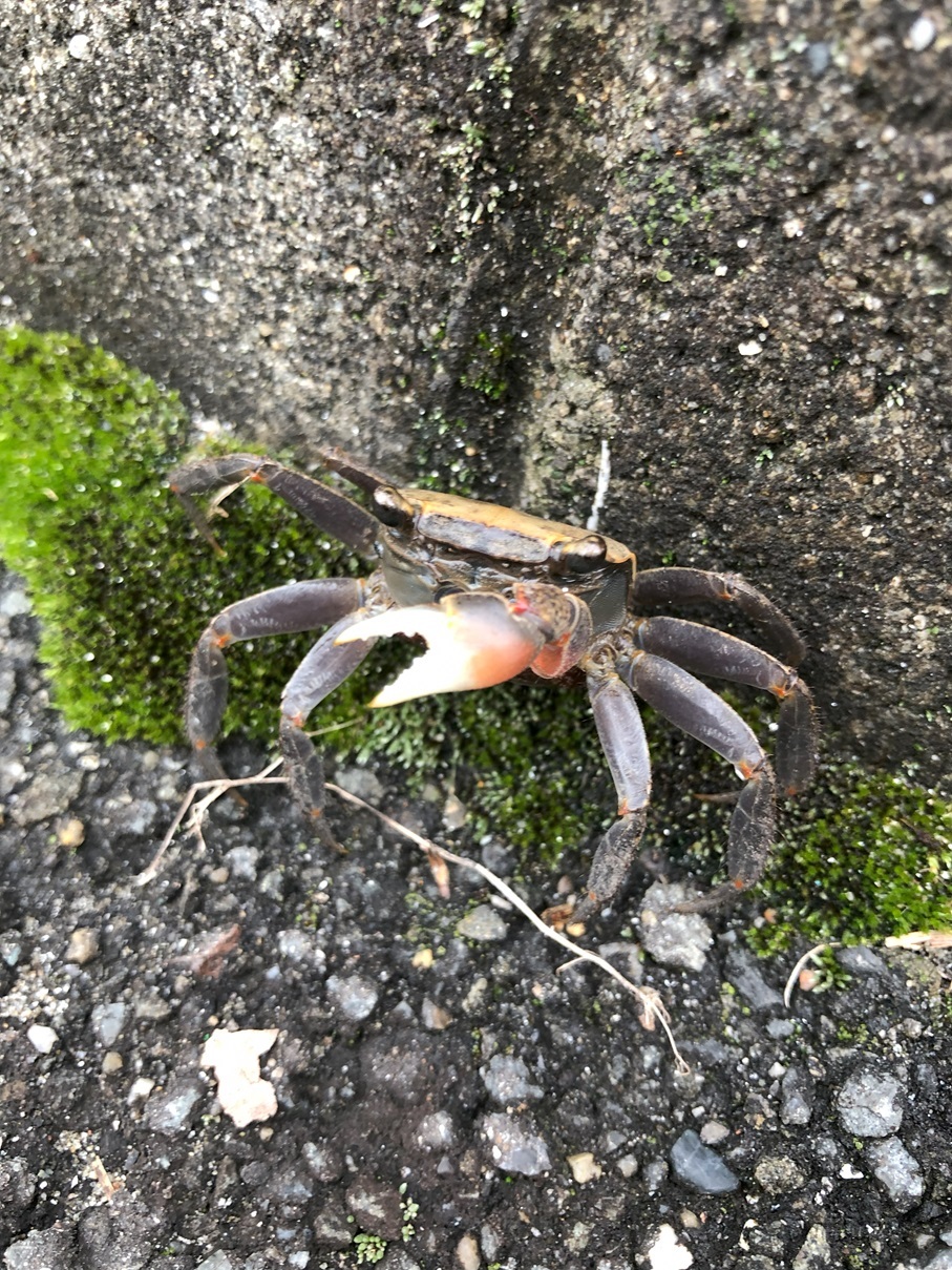 07-12 沢蟹