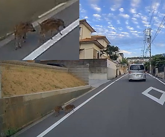 南海団地うり坊ブログ