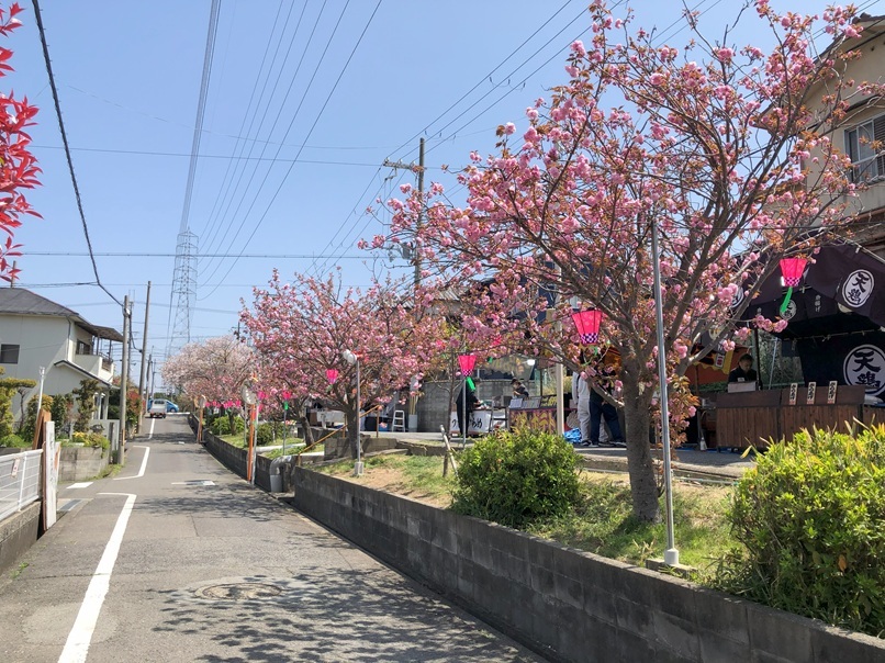 2025 桜祭り