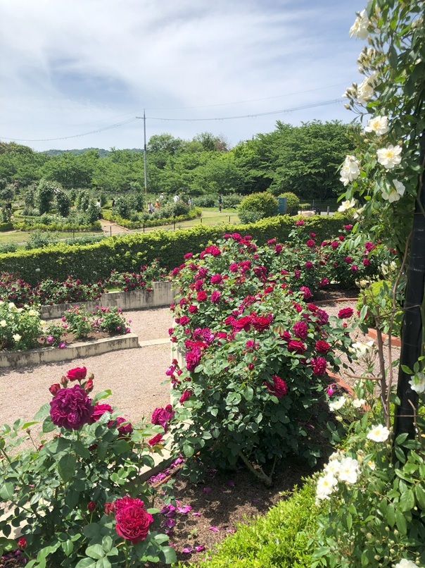 バラ園